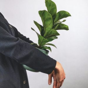 About Plants Store Gallery Img 6 300x300 1